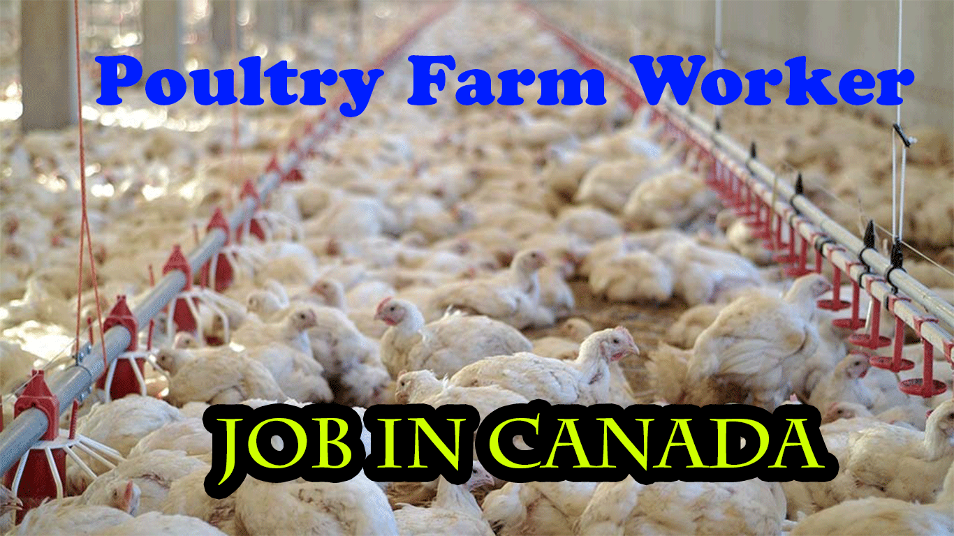 Poultry Farm Worker Job in Canada